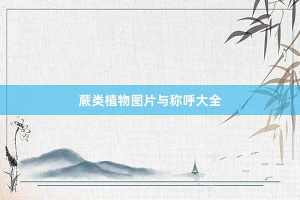 蕨类植物图片与称呼大全